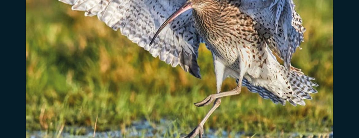 Game & Wildlife Conservation Trust (GWCT) Scottish Auction 2017